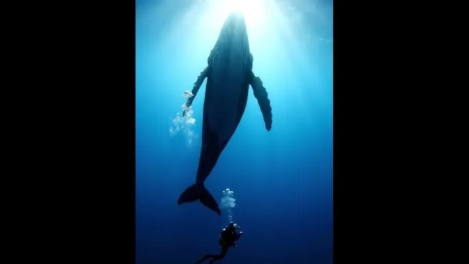 国产精品 - 深蓝星球：探索海洋深处的未知世界